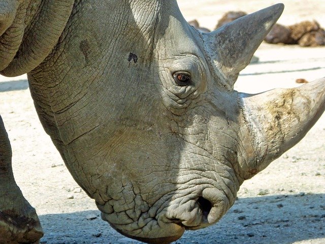 دانلود رایگان Rhino Head - عکس یا عکس رایگان قابل ویرایش با ویرایشگر تصویر آنلاین GIMP