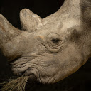 rhino horn  screen for extension Chrome web store in OffiDocs Chromium