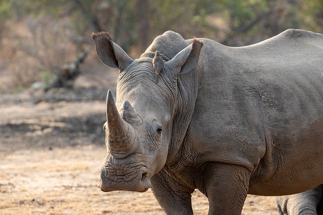 Free download rhino horn white rhinoceros africa free picture to be edited with GIMP free online image editor