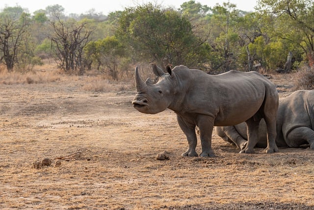Free download rhino horn white rhinoceros peck free picture to be edited with GIMP free online image editor