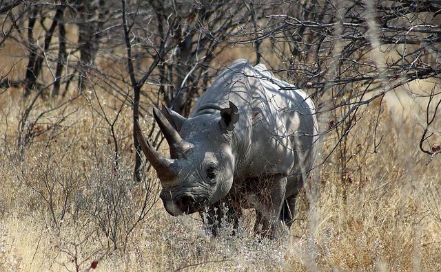 免费下载 rhino rhinoceros 免费图片，使用 GIMP 免费在线图像编辑器进行编辑