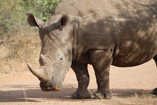 Free download rhino rhinoceros africa animal free picture to be edited with GIMP free online image editor