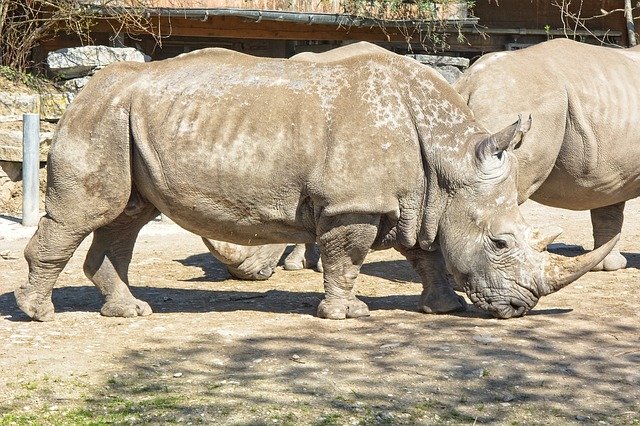 Free download Rhino Rhinoceros Big Game -  free photo or picture to be edited with GIMP online image editor