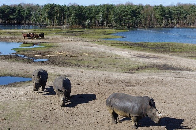 Muat turun percuma Haiwan Rhino Rhinos - foto atau gambar percuma untuk diedit dengan editor imej dalam talian GIMP