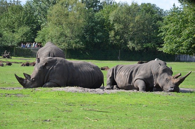 Free download Rhino Safari Africa Animal -  free photo or picture to be edited with GIMP online image editor