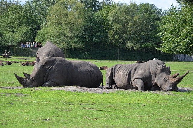 ดาวน์โหลดฟรี Rhino Safari Africa Animal - ภาพถ่ายหรือรูปภาพฟรีที่จะแก้ไขด้วยโปรแกรมแก้ไขรูปภาพออนไลน์ GIMP