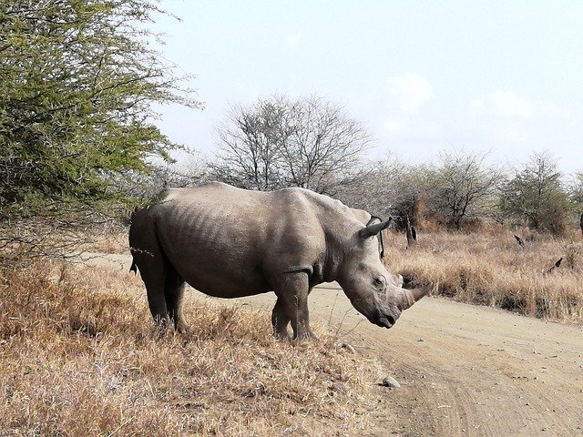 הורדה חינם Rhino Safari דרום אפריקה - תמונה או תמונה בחינם לעריכה עם עורך התמונות המקוון GIMP