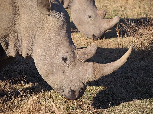 Free download Rhino South Africa White -  free photo or picture to be edited with GIMP online image editor