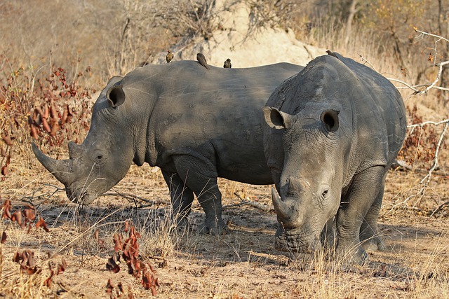 Free download rhino wildlife conservation free picture to be edited with GIMP free online image editor