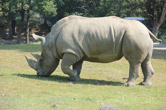 Free picture Rhino Wildlife Nat -  to be edited by GIMP free image editor by OffiDocs
