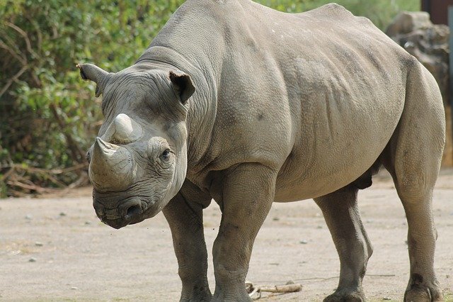 Free download Rhino Zoo -  free photo or picture to be edited with GIMP online image editor