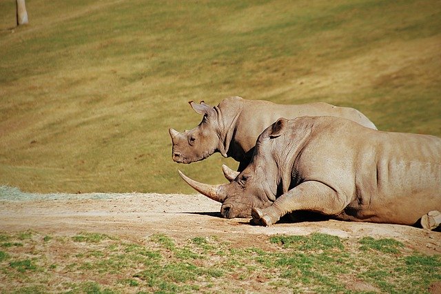 Muat turun percuma Rhino Zoo Animal - foto atau gambar percuma untuk diedit dengan editor imej dalam talian GIMP