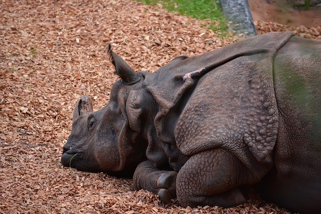 Téléchargement gratuit de Rhino Zoo Animals - photo ou image gratuite à éditer avec l'éditeur d'images en ligne GIMP