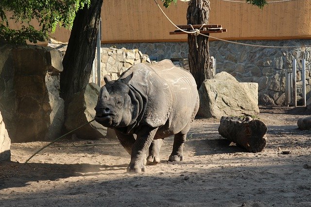 Template Photo Rhino Zoo Wrocław -  for OffiDocs