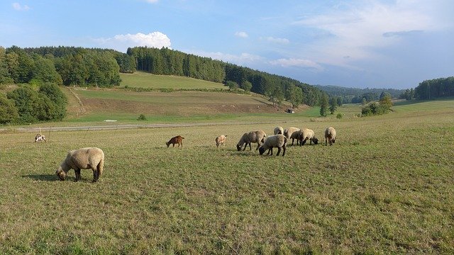 Free download Rhön Landscape Sheep -  free photo or picture to be edited with GIMP online image editor