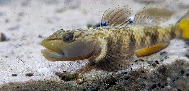 Téléchargement gratuit de Rhnogobius Fish Aquarium - photo ou image gratuite à modifier avec l'éditeur d'images en ligne GIMP