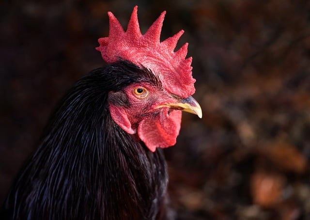 Free download rhode island red rooster rooster free picture to be edited with GIMP free online image editor
