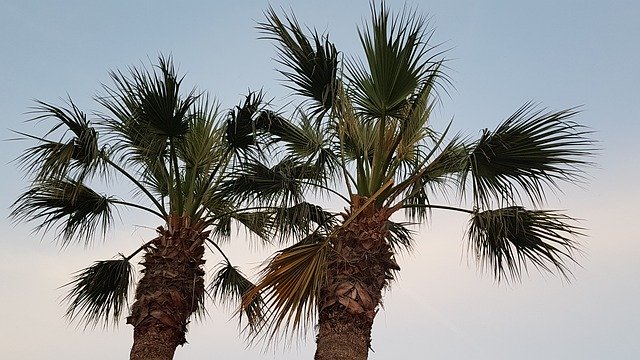 تنزيل Rhodes Palm Trees Summer - صورة مجانية أو صورة ليتم تحريرها باستخدام محرر الصور عبر الإنترنت GIMP