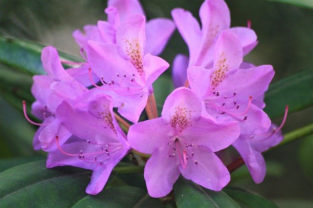 Free download Rhododendron Blossom Bloom -  free photo or picture to be edited with GIMP online image editor