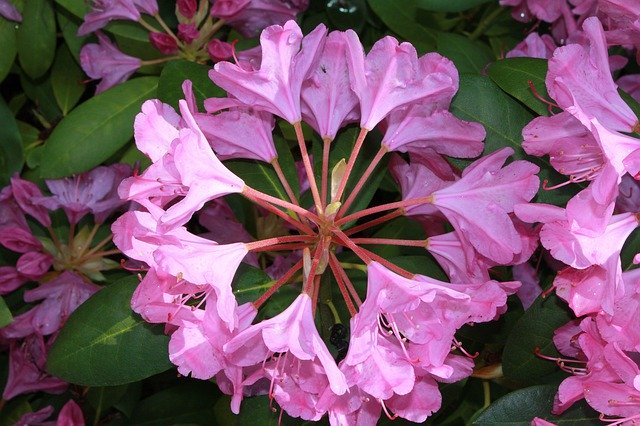 Free download Rhododendron Bush Shrub -  free photo or picture to be edited with GIMP online image editor