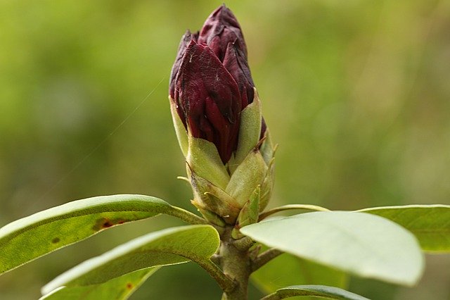 Бесплатно скачать Бутон цветка рододендрона - бесплатную фотографию или картинку для редактирования с помощью онлайн-редактора изображений GIMP