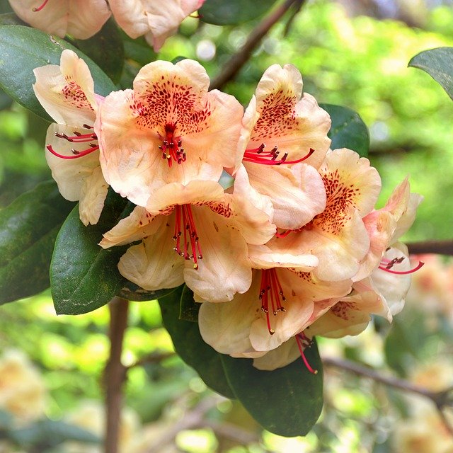 دانلود رایگان گل های گل رودودندرون - عکس یا تصویر رایگان قابل ویرایش با ویرایشگر تصویر آنلاین GIMP