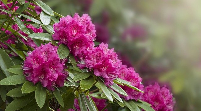 Download gratuito Rhododendron Flowers Pink - foto o immagine gratuita da modificare con l'editor di immagini online di GIMP