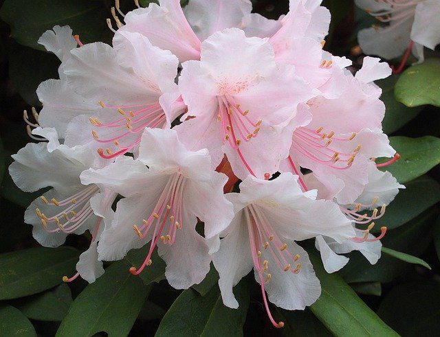Free download Rhododendron Garden April -  free free photo or picture to be edited with GIMP online image editor