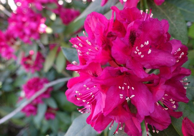 Kostenloser Download Rhododendron Pink Blossom - kostenloses Foto oder Bild zur Bearbeitung mit GIMP Online-Bildbearbeitung