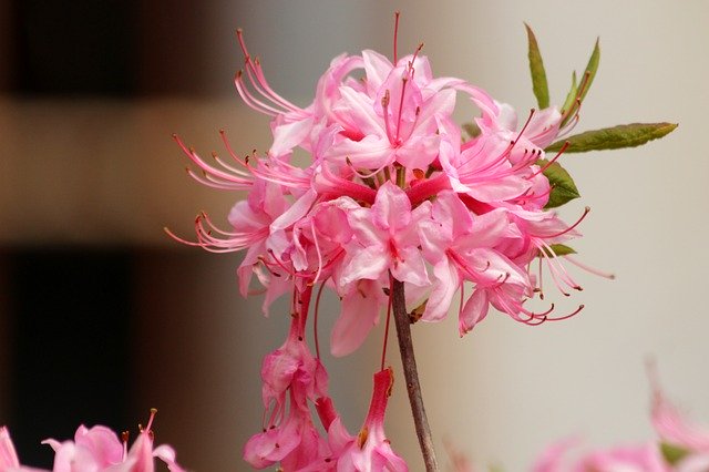 Free download Rhododendron Plant Pink Flowers -  free photo or picture to be edited with GIMP online image editor