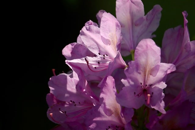 Free download rhododendron ponticum free picture to be edited with GIMP free online image editor