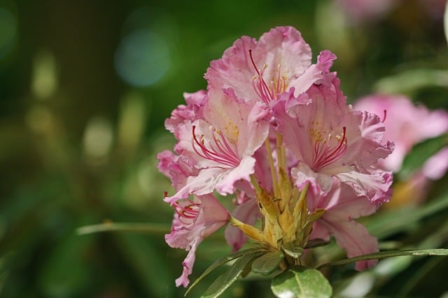 Free download rhododendron rhododendron flower free picture to be edited with GIMP free online image editor