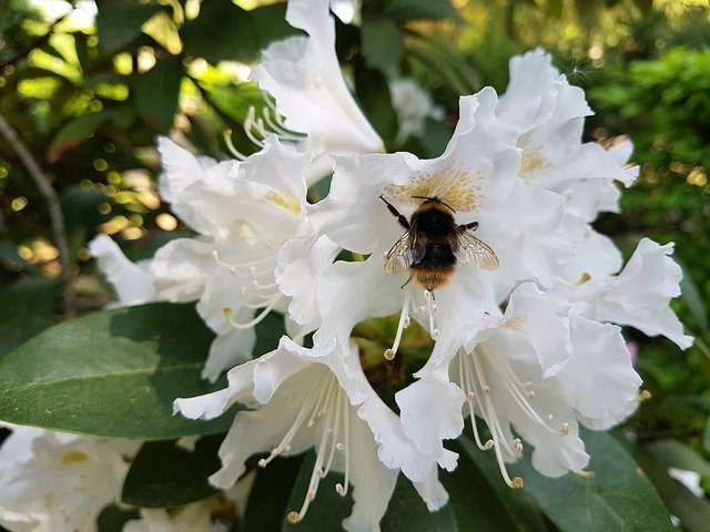 Free download Rhododendron White Blossom -  free photo or picture to be edited with GIMP online image editor