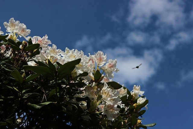 Bezpłatne pobieranie Rhododendron White Sky - bezpłatne zdjęcie lub obraz do edycji za pomocą internetowego edytora obrazów GIMP