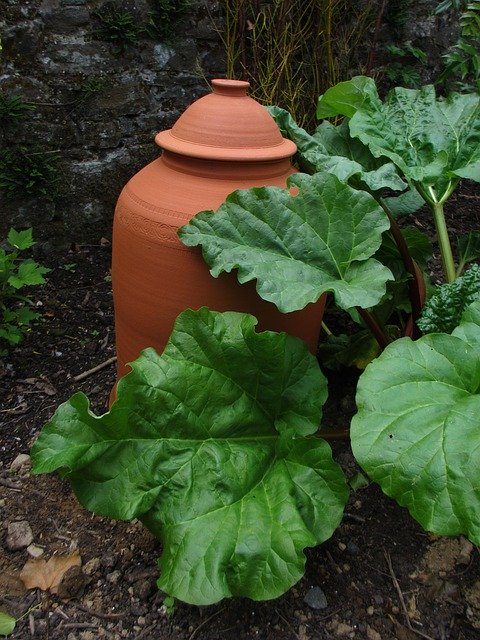 Free download Rhubarb Spring Forcer -  free photo or picture to be edited with GIMP online image editor