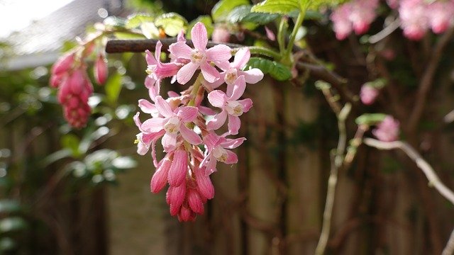 Free download Ribes Bush Pink -  free photo or picture to be edited with GIMP online image editor