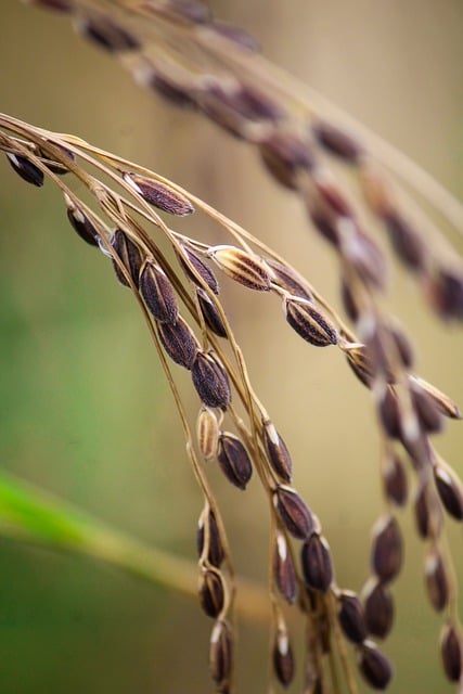 Free download rice agriculture barley bangladesh free picture to be edited with GIMP free online image editor