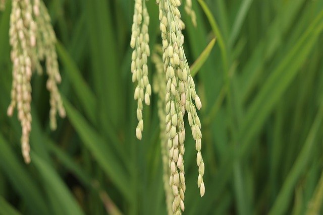 Free download rice agriculture farm grains crop free picture to be edited with GIMP free online image editor