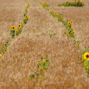 Rice and flowers  screen for extension Chrome web store in OffiDocs Chromium