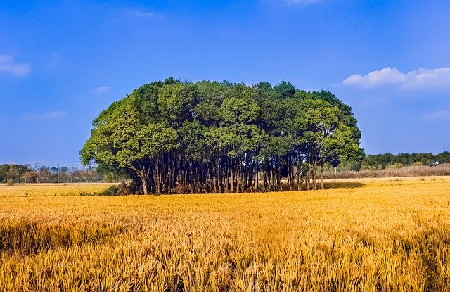 Free download Rice Big Trees Yellow Blue -  free photo or picture to be edited with GIMP online image editor