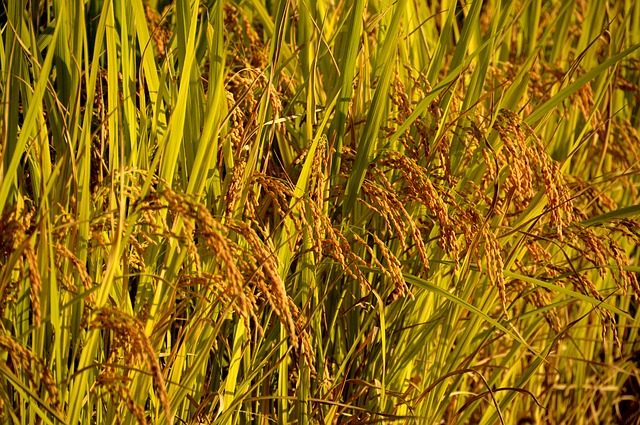 Faça o download gratuito da imagem gratuita da planta de resultados de outono de arroz para ser editada com o editor de imagens on-line gratuito do GIMP