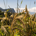 Rice ears and beard  screen for extension Chrome web store in OffiDocs Chromium