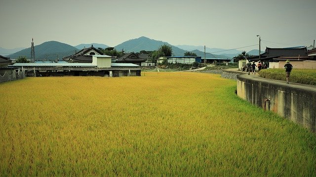 김프 무료 온라인 이미지 편집기로 편집 할 쌀 가을 가을 날씨 시즌 무료 사진 다운로드