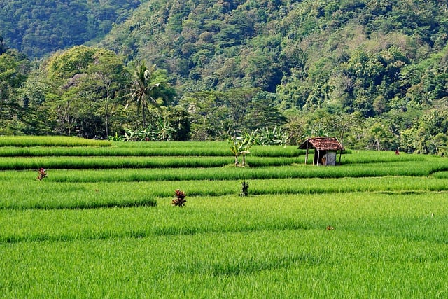 Free download rice field farm agriculture paddy free picture to be edited with GIMP free online image editor