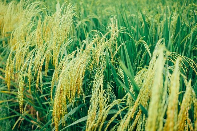 Scarica gratuitamente Rice Field Green: foto o immagine gratuita da modificare con l'editor di immagini online GIMP