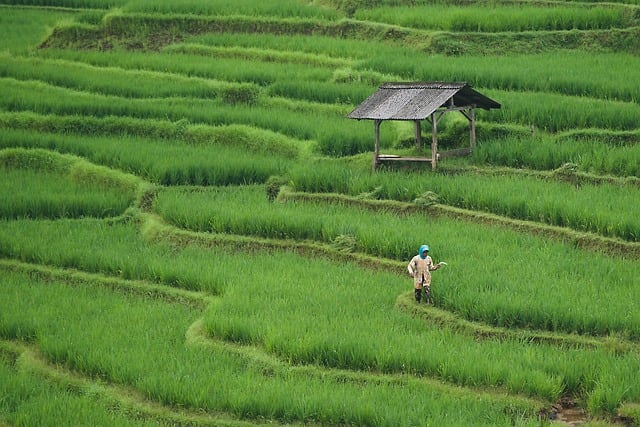 Free download rice field paddy field agriculture free picture to be edited with GIMP free online image editor