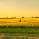 Rice fields ripen in the sun  screen for extension Chrome web store in OffiDocs Chromium