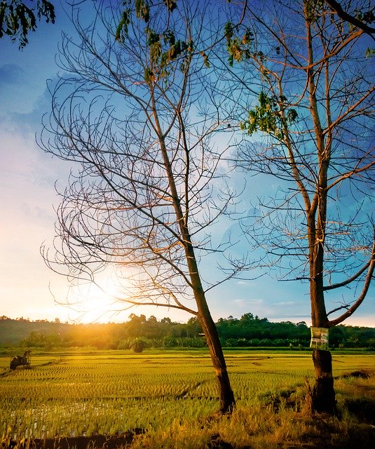Download gratuito Rice Fields Sunset Trees - foto o immagine gratuita da modificare con l'editor di immagini online di GIMP