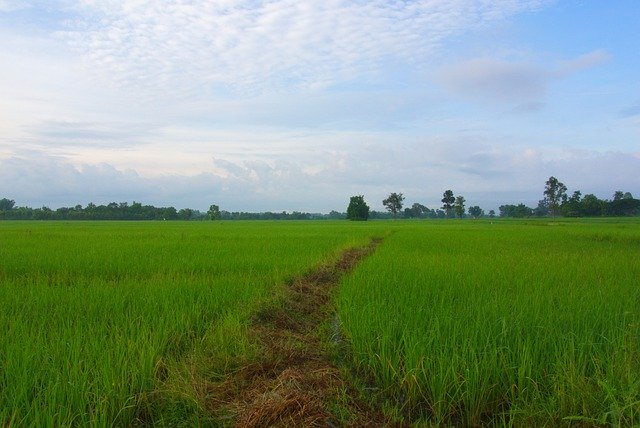 Kostenloser Download Rice Fields White - kostenloses Foto oder Bild zur Bearbeitung mit GIMP Online-Bildbearbeitung
