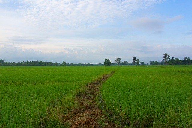 Download grátis Rice Fields White - foto ou imagem gratuita para ser editada com o editor de imagens online GIMP